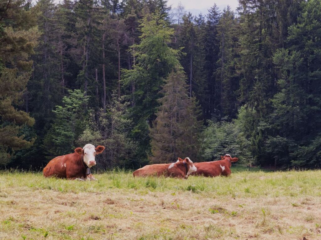 Unsere Ilkahöhe Wanderung führt auch an Kühen vorbei