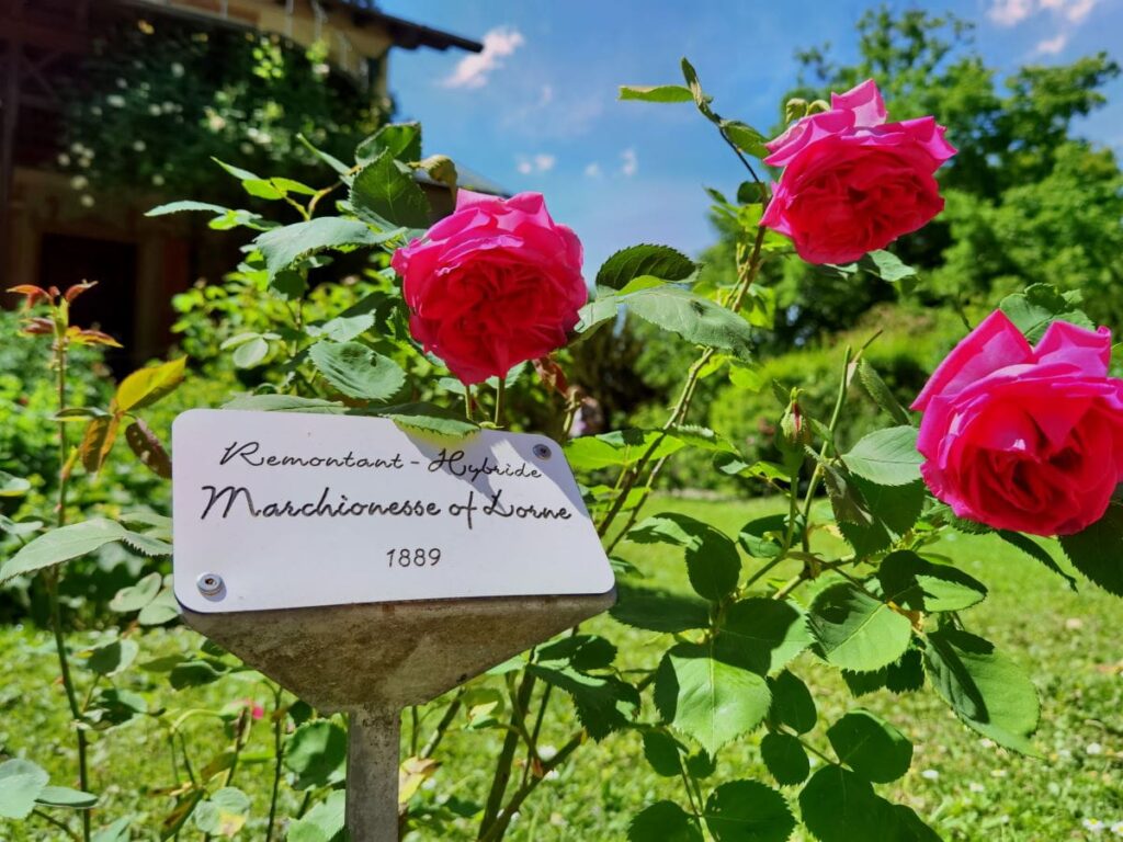 Bewundere die vielen besonderen Rosen auf der Roseninsel im Starnberger See. Sie tragen auch eine Beschilderung.