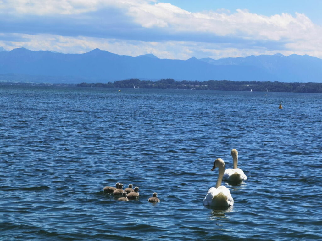 Roseninsel Starnberger See